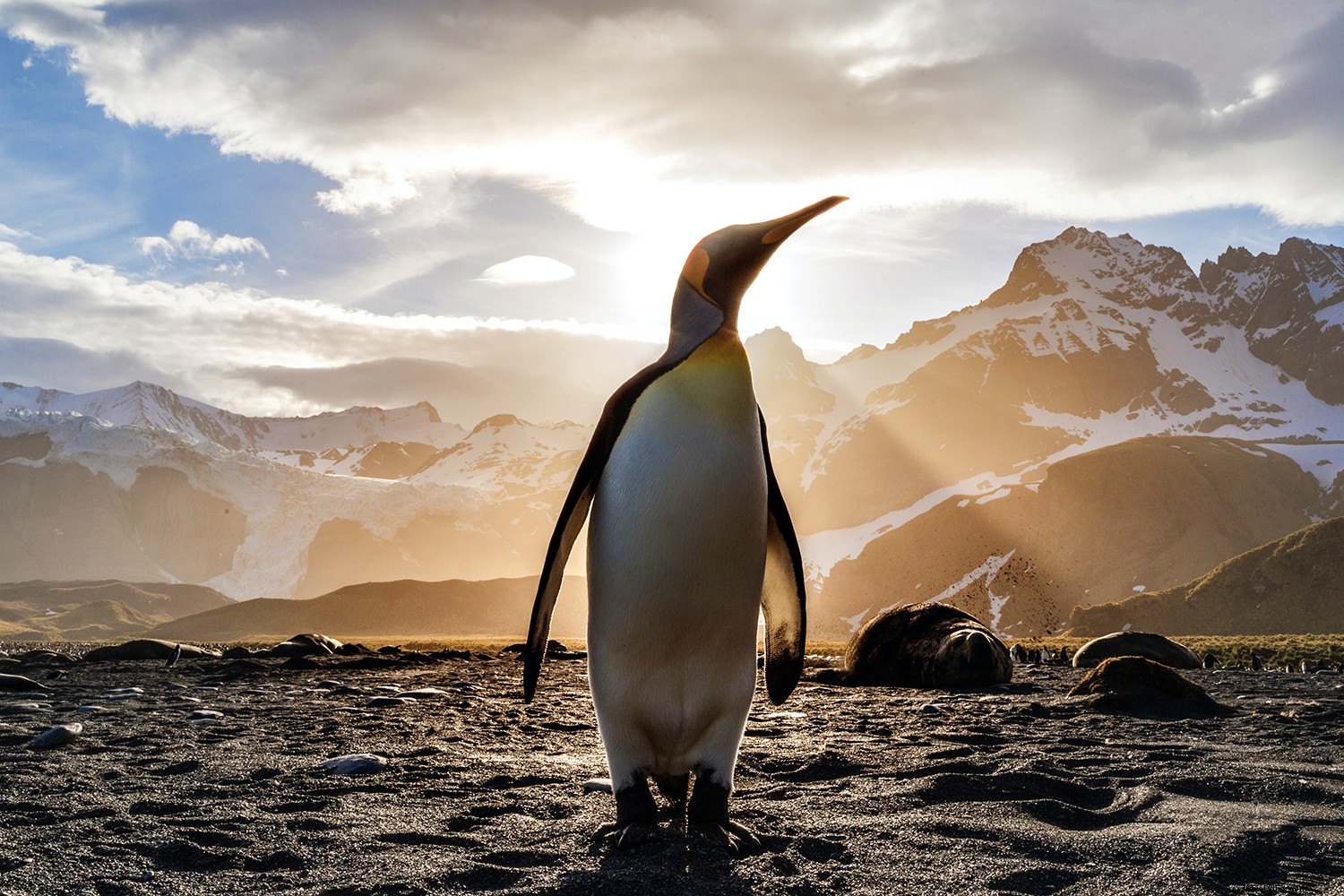 5 Essential Questions to Ask Before Booking an Antarctica Cruise